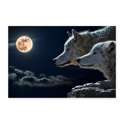Poster 12" x 8" (30x20 cm)